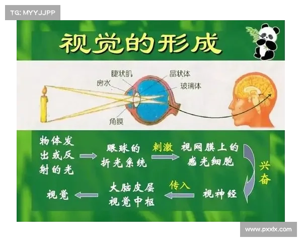 失明者如何开发与提升内在感知潜能的实用技巧与方法 失明者如何开发与提升内在感知潜能的实用技巧与方法